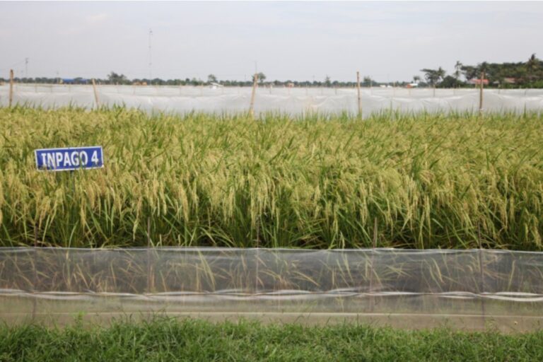 Hadapi Kemarau Lebih Awal, Kementan Dorong Pemanfaatan Varietas Padi Adaptif